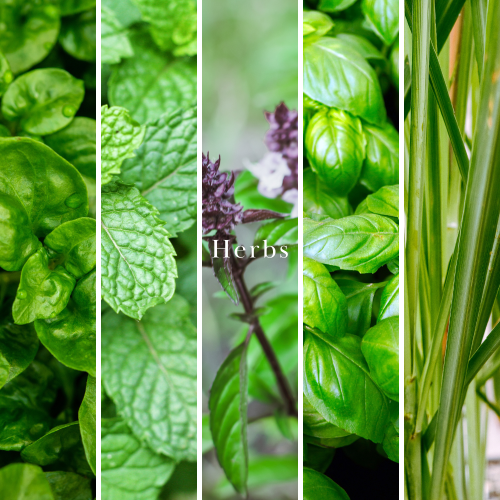 A vertical five-panel collage of different fresh herbs, including mint, basil, and lemongrass, with the word 'Herbs' written in white text in the center.