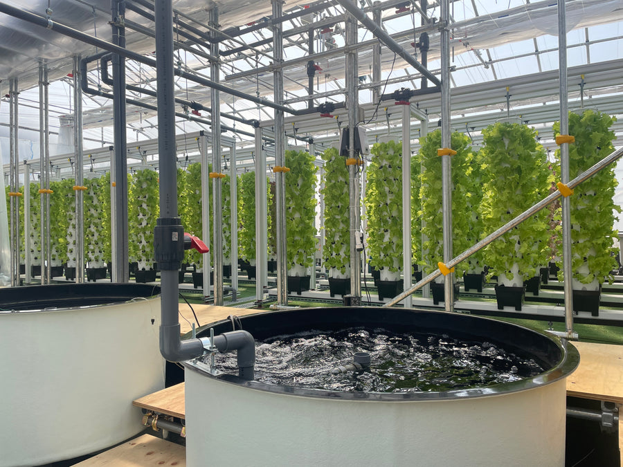 Commercial aquaponics farm, Yokohama, Japan