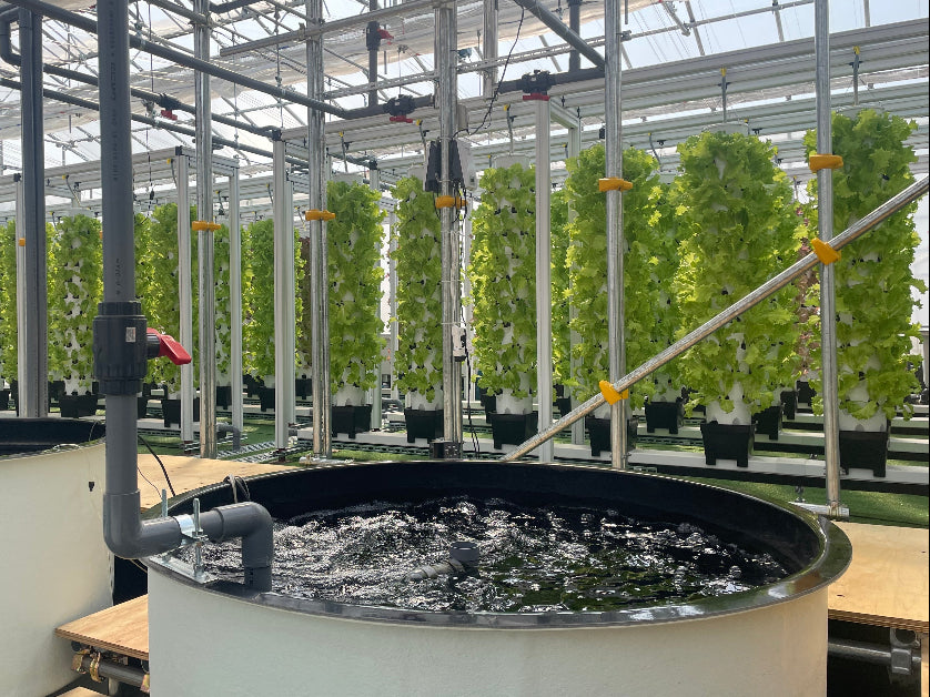 A large outdoor aquaponics farm with vertical green towers growing vegetable and a water tank with fishes, all housed within a greenhouse.
