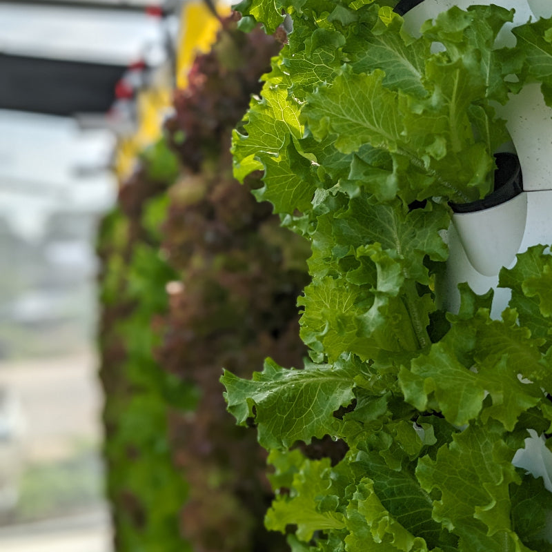 Close-up of green leafy vegetables growing in a vertical garden system.