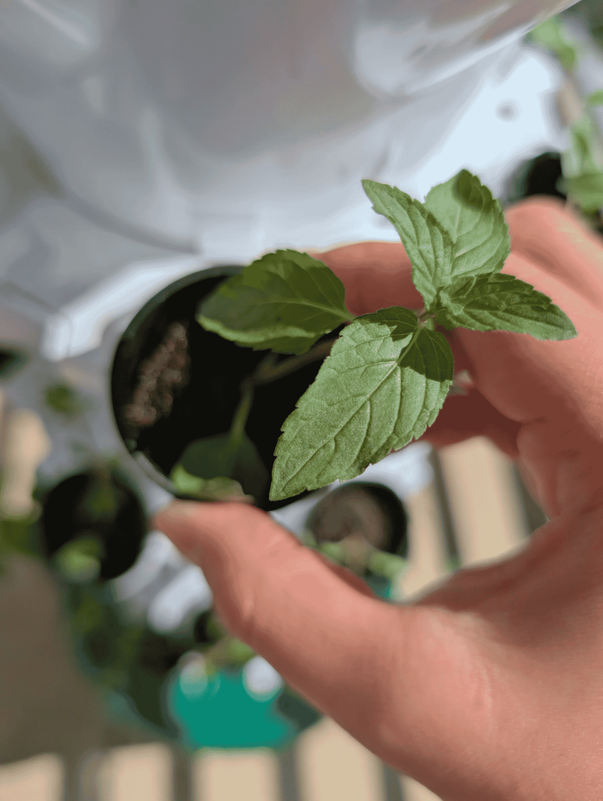 A close-up of a hand holding a small green mint plant in a black nursery pot, with other potted plants blurred in the background.