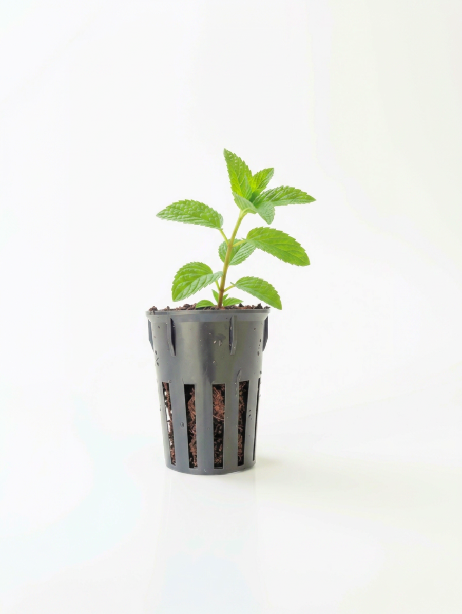 A small green mint plant in a black plastic nursery pot with drainage holes, set against a seamless white background.